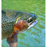 Putah Creek Trout - Other in Davis