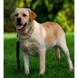 Top Dog Retrievers - Other in Red Bluff