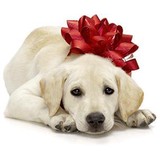 Dog Lover Gift Baskets - Other in Port Hueneme