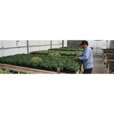 Associates Insectary - Other in Santa Paula