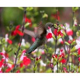 Sunrise Nursery - Other in Rio Oso