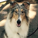 Norcal Collie Rescue - Other in Davis