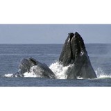 Sanctuary Cruises - Other in Lewiston