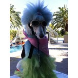 Paradise Pet Salon - Other in Santa Cruz