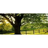 Pacific West Tree Care Inc - Tree Services in Moorpark