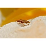 Hitman Termite & Pest Control - Pest Control in Santa Rosa
