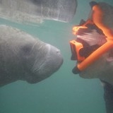 Double J Adventures - Travel Agents in Crystal River