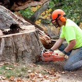 Mr Tree - Lawn Services in Gainesville