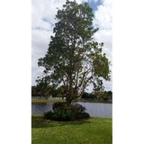 Lawn Care USA - Landscape Architects in Fort Lauderdale