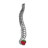 Access Health Center pa - Chiropractors in Port Charlotte