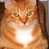 Animal Medical Center - Veterinarians/Vets in Fort Lauderdale