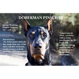 gotmybackdobermans.com - Other in Hawthorne