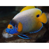 Jawz.net LLC - Pet Stores in Fort Lauderdale