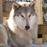 Big Oak Wolf Sanctuary Inc - Other in Green Cove Springs