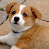 K 9 Kuts Inc - Pet Groomers in Fort Lauderdale
