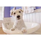 Bed Bath & Barks - Other in Glen Saint Mary