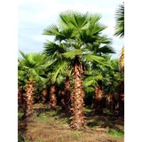 Broward Landscape Inc - Landscaping in Pompano Beach