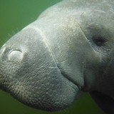 American Pro Diving & Manatee Snorkel Center - Other in Crystal River