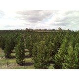 Future Trees Inc - Other in Alachua