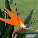 Earthcare Landscape Service - Landscape Architects in Naples