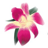 Brittain Kristen DDS - Dentists in Fort Lauderdale