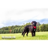 K9 Command Inc - Pet Services in Naples