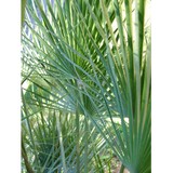 Buttonwood Landscape - Lawn Services in Naples