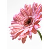 Buds Etc Florist - Florists in Melbourne