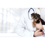 Veterinary Surgical Service Inc - Veterinarians/Vets in Tampa