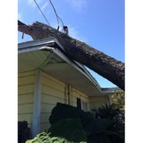 Miller Son Tree Service - Tree Services in Tampa