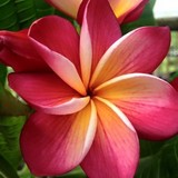 Plumeria Hut Nursery - Other in Lithia