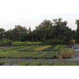 Tampa Wholesale Nursery Inc - Landscaping in Dover