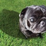 Trutco - Lawn Services in Jacksonville