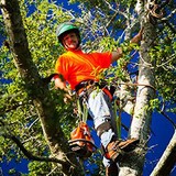 Above and Beyond Tree Services, Inc. - Tree Services in Jacksonville