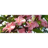 Amzil Lawns - Lawn Services in Tampa
