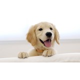 Animal Medical Clinic - Medical Centers in Spring Hill