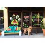 Rad Dog Pet Salon & Services - Pet Groomers in Jacksonville