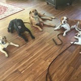 K 9 Perceptions - Animal Boarding/Pet Boarding in Jacksonville