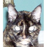 Old Maid Cat Lady - Other in Neptune Beach