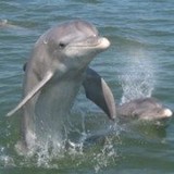 All Island Watersports - Boat  & Yacht Charters in Fort Myers Beach