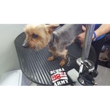 Adogable Pets - Other in Sun City Center