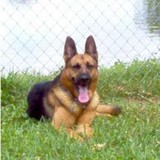 Vom Katzenblut Shepherds - Other in North Fort Myers