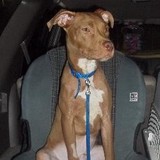 Tampa Bay Vet Emergency Service - Veterinarians/Vets in Tampa