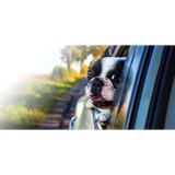 The Waggin Trail Express LLC - Pet Sitting in Jacksonville