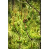 BB Tree Care LLC - Tree Services in Tallahassee