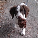 While You're Away - Pet Sitting in Jacksonville