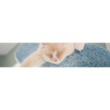 Cats Only Veterinary Housecall Services LLC - Veterinarians/Vets in Tampa
