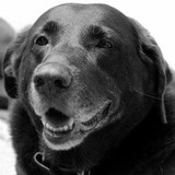 Lincoln Denise DVM - Veterinarians/Vets in Jacksonville