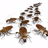 Gotcha Pest Control Inc - Pest Control in Tampa