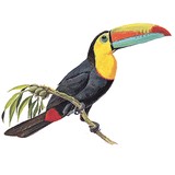 Premium Brazilian Decking LLC - Other in Tavares